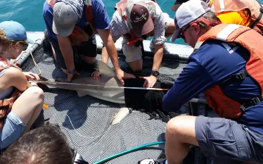 shark-tagging-melissa-gaskill.jpg.webp