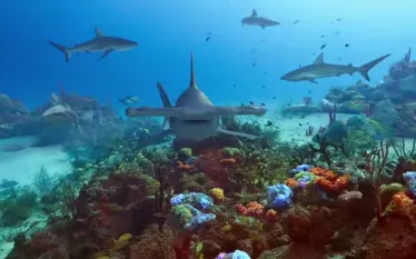 shark-week-promo-video--youtube.jpg.webp