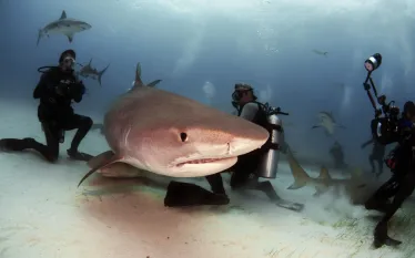 shark-wildlife-tourism-hutterstock_.jpg.webp