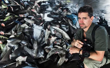 shark_fins_shawn_heinrichs.jpg.webp