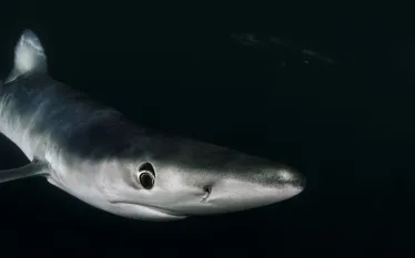 shark_night_diving_rhode_island_thumbnail.jpg.webp