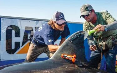 shark_tagging.jpg.webp