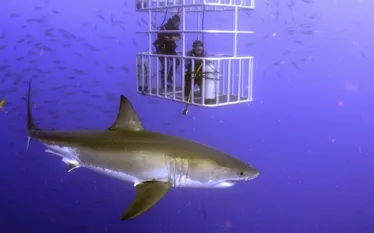 sharkmain.jpg.webp