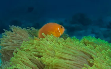 sla-blackfooted-clownfish-new.jpg.webp