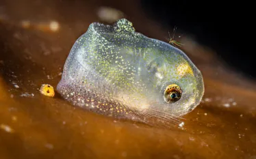 snailfish-and-diatom_patrickwebster_edit.jpg.webp
