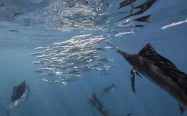 snorkel_sailfish.jpg.webp