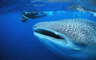 snorkeller__whaleshark_best.jpg.webp
