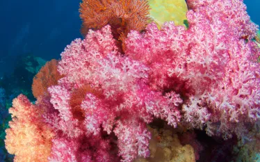 soft coral - fiji.jpg.webp