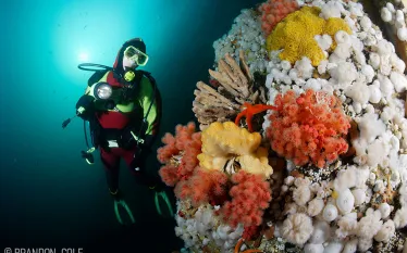 soft-coral-bc-brandon-cole.jpg.webp