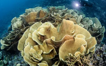 solomon-islands-coral-renee-capozzola.jpg.webp
