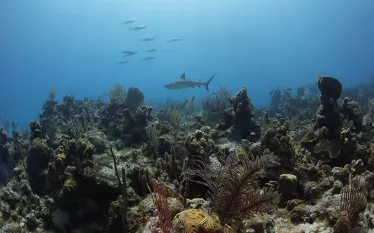 southern_bahamas_scubadiving_video.jpg.webp