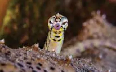 spd-philippines-spottedpipefishthumbnail.jpg.webp