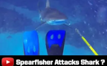 spearfisherattack_thumb.jpg.webp