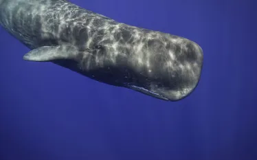 spermwhalefaqs_shutterstock_.jpg.webp