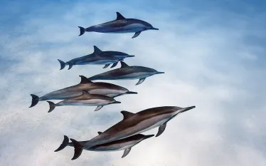 spinner-dolphins-kona-hawaii-.jpg.webp