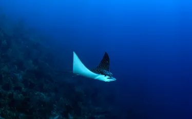 spotted-eagle-ray-suzan-meldonian.png.webp