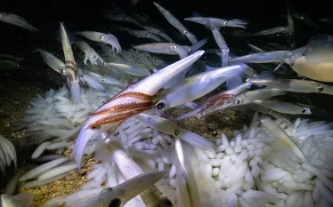 squid-mating-aggregation-monterey-bay-joe-platko.jpg.webp