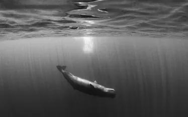 sri-lanka-whale.jpg.webp
