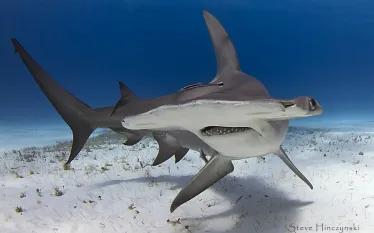 steve hinczynski - great hammerhead  .jpg.webp