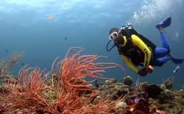 stuart-cove-dangerous-reef.png.webp