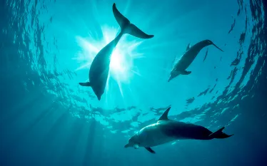 sunburst-dolphins-alex-mustard.jpg.webp
