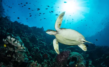 sunbursts-photo-tips-turtle-brent-durand_o.jpg.webp