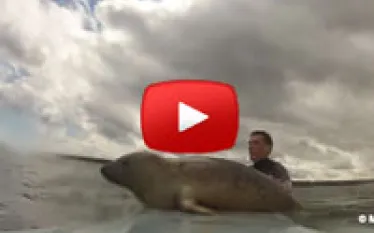 surfersealthumb.jpg.webp