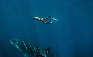 swim-with-whale-shark-ningaloo-reef_credit_tourism-western-australia.jpg.webp