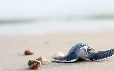 teaser-baby-sea-turtle-on-beach-credit-shutterstock-kathayut-kongmanee.png.webp