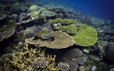 teaser-moheli-laka-lodge-coral-reef-credit-courtesy-image.png.webp