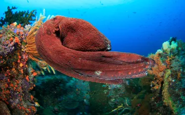 teaser-octopus-shutterstock-sergeuwphoto.png.webp