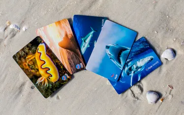 teaser-padi-cert-cards-credit-padi.png.webp