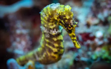 teaser-seahorse-hot-springs-saba-credit-chad-nuttall_sea-saba.png.webp