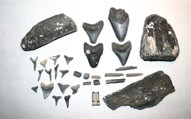teeth .jpg.webp