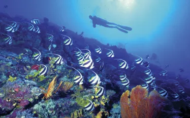 tf_dive_.jpg.webp