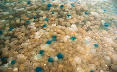 thailand-jellyfish-bloom-shutterstock-jitinatt-jufask.png.webp