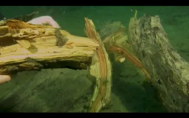 the-underwater-forest.png.webp