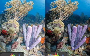 thumbnailbefore-after.jpg.webp