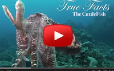 thumbnailtruefactscuttle.jpg.webp