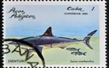 thumbstamp_shortfin-mako_cuba-circa-_shutterstock__neftali---shutterstock.com_.jpg.webp
