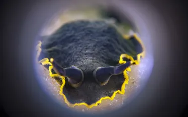 ti_nudibranchs.jpg.webp