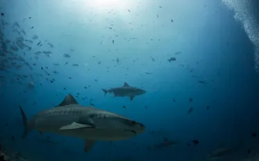 tiger-shark-science-stop--becca-hurley.jpg.webp