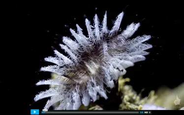 timelapse-video-corals-underwater-awesome.jpg.webp