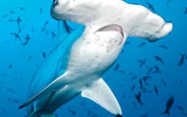 tn_ex_seawatch.jpg.webp