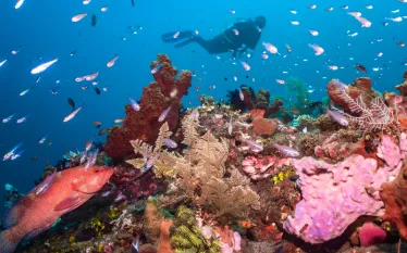tobias-friedrich-dc-gallery-images-sealife-cameras___below_surface_tobias_friedrich_.jpg.webp