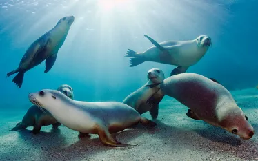 top-australia-sealions_.jpg.webp