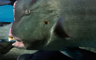 top_bestdiving_pacific_bumpheadparrotfish_davidhenshaw.jpg.webp