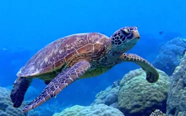 toucan_diving_bonaire_turtle.jpg.webp