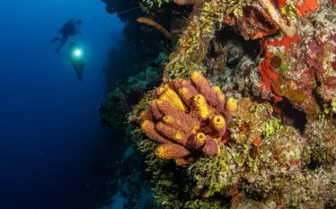 turks_and_caicos_wall_diving-_.png.webp