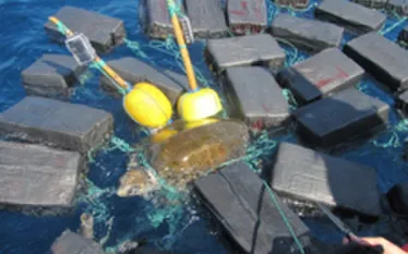 turtle-cocaine-trapped.jpg.webp